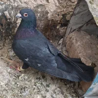 گلسرخ|پرنده|شیراز, گل سرخ|دیوار