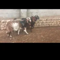 بز جوان|حیوانات مزرعه|شاهرود, |دیوار