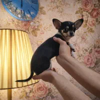 سگ شیواوا نر