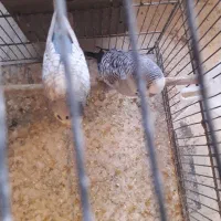 مرغ عشق رنگ خواص  تعدادی قفس