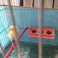 قناری ماده همراه با تخم