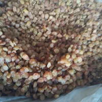 خشکبار نیروان انواع کشمش درجه یک قیمت مناسب|خوردنی و آشامیدنی|رشت, جانبازان|دیوار