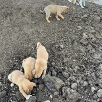 سگ راسل تریر|سگ|نسیم‌شهر, |دیوار