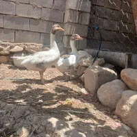 غاز نر و ماده