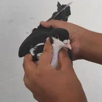 ساده سیاه