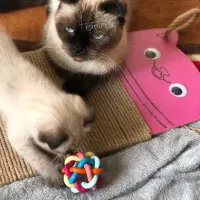 گربه اسکاتیش سیامی