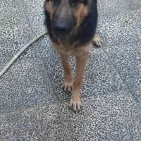 ژرمن شپرد|سگ|گنبد کاووس, |دیوار