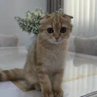 گربه اسکاتیش فولد
