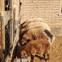 قوچ و بره قوچ همو و هترو|حیوانات مزرعه|بجنورد, |دیوار