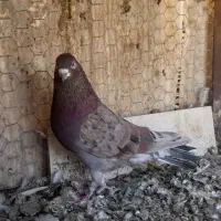 کبوتر سرخ دم تخت مشکی کار درست