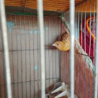قناری ماده آماده