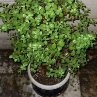 گیاه طبیعی بنسای|گل و گیاه طبیعی|تهران, تهرانسر شرقی|دیوار