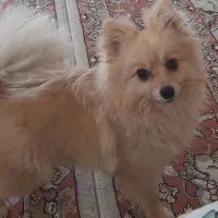 فروش فوری زیر قیمت