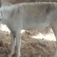الاغ