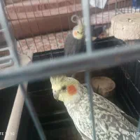 عروس هلندی