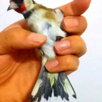 سهره عتیقه نشون دار چهارگل مست بخون شلاقی قناری|پرنده|مشهد, نوید|دیوار