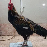 خروس دو رگ|حیوانات مزرعه|رودان, |دیوار