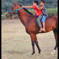نریان ترکمن|اسب و تجهیزات اسب‌سواری|گنبد کاووس, |دیوار