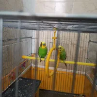 مرغ عشق خونگی