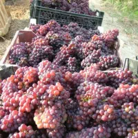 نهال رو از منه تولید کننده بخر نه واسطه|گل و گیاه طبیعی|تبریز, |دیوار