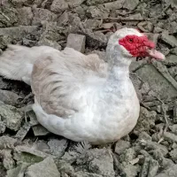 شب یلدا ،اردک و غاز سفید|حیوانات مزرعه|قائمشهر, |دیوار