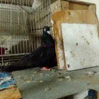 زاغ آبادانی ماده معاوضه