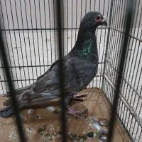 کوهی نامور|پرنده|اسدآباد, |دیوار