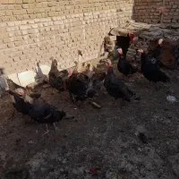 تخم بوقلمون نطفه دار