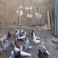 کفتر