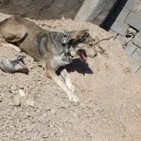 سگ فروشی