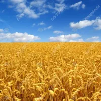 زمین-درجه-1-و-حاصلخیز