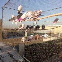 این کبوتراولی دیروز باخت رفته دوتا بالش هم رنگیه