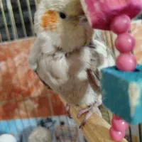 عروس هلندی ماده