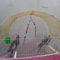 طوطی نر وماده|پرنده|هریس, |دیوار