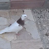 کفتر طوقی پرشی کبوتر رنگی