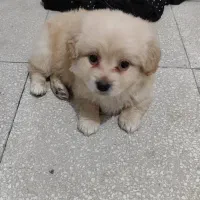 سگ مالتیپو نر|سگ|قم, امامزاده ابراهیم|دیوار