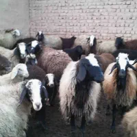 نیاز به کارگر