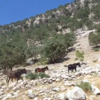 سلام گم شدن درصورت ۴۰ملیون مژدگانی داده میشود|حیوانات|اندیکا, |دیوار