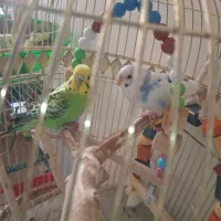 جفت مرغ عشق هشت ماهه