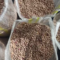 فروش لوبیا چیتی|خوردنی و آشامیدنی|دهگلان, |دیوار