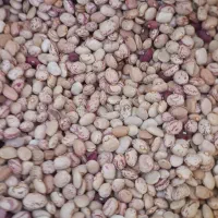 لوبیا چیتی|خوردنی و آشامیدنی|زاغه, |دیوار