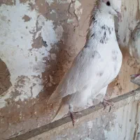 کبوتر|پرنده|کرج, فاز ۱ مهرشهر|دیوار