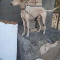 سگ تازی|سگ|دهگلان, |دیوار