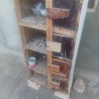 قفس چهار طبقه پا جفتی