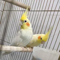 عروس هلندی مولد