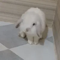 خرگوش لوپ تربیت شده|موش و خرگوش|نهاوند, |دیوار