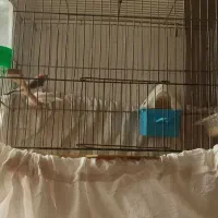 فنچ نر ماده سالم سرحال