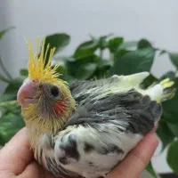 جوجه عروس ابلغ سرلاکی|پرنده|قم, شاه سید علی|دیوار