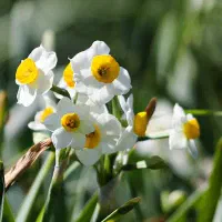 فروش 2000 متر زمین در مزرعه گل نرگس|فروش زمین و ملک کلنگی|خفر, |دیوار