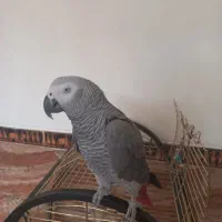 کاسکو باهوش و زیبا|پرنده|شیراز, پودنک|دیوار